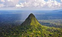 Saving Rainforests by Buying Them