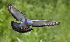 How Do Homing Pigeons Navigate?