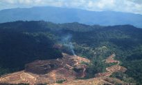 Malaysian Palm Oil Giant Tied to Social Conflict, Deforestation, Says Report
