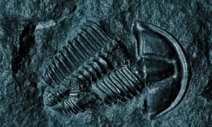 The Greatest Mass Extinction Ever May Have Been Kicked Off by Microbes