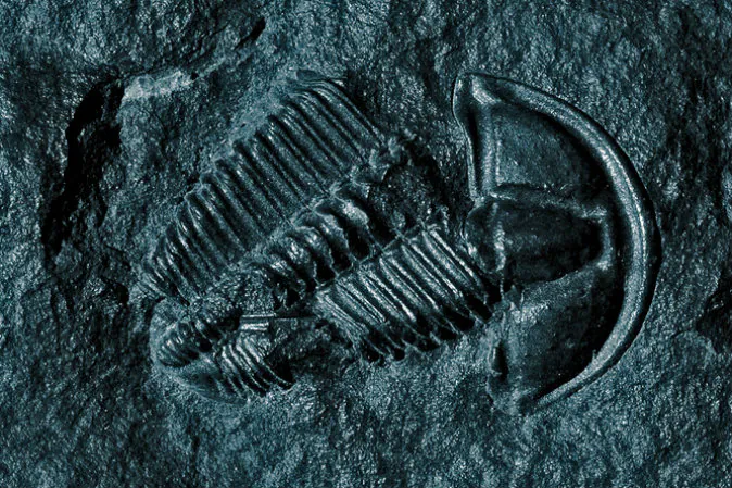 The Great Dying broke even the trilobite’s back. (tjt195, CC BY-NC)