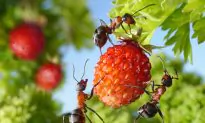 Ants Plant Rainforests, One Seed at a Time