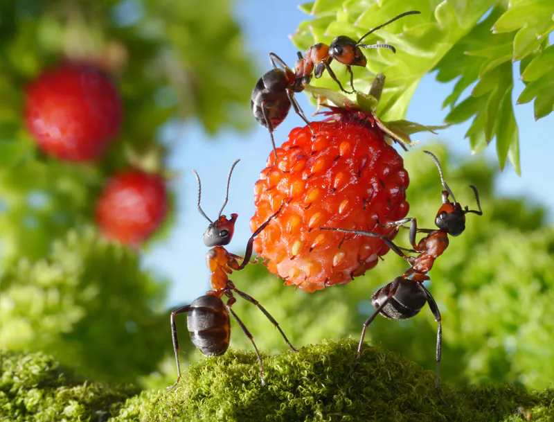 Ants at work. (Shutterstock*)