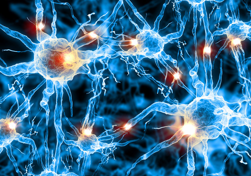 With these tools scientists can study how we learn, remember, navigate, or any other activity that requires networks of nerves working together. The tools can also help scientists understand what happens when those processes don't work properly, as in Alzheimer's or Parkinson's diseases, or other disorders of the brain. (Shutterstock*)