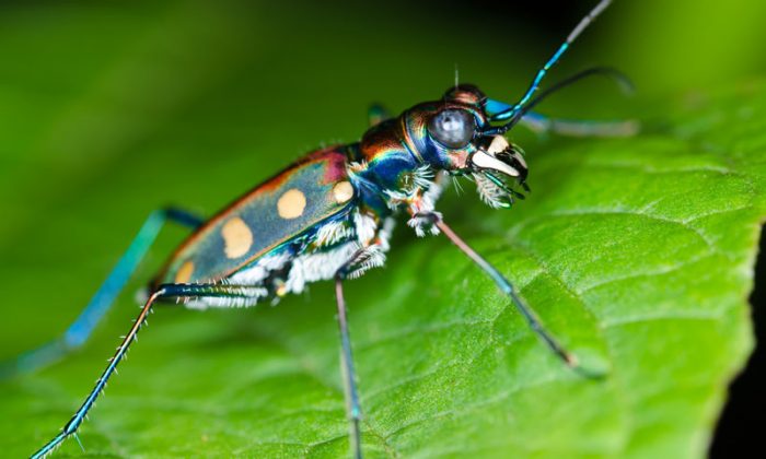 "The idea is to find laws that animals use to intercept their prey," says Jane Wang. "Since insects have a smaller number of neurons, their behaviors are more likely hardwired, which makes it possible for us to find and understand the rules they follow." (Shutterstock*)