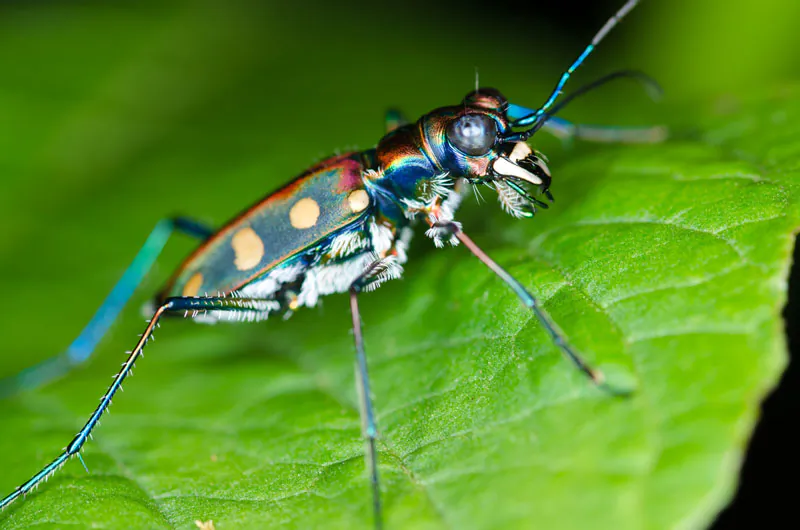 "The idea is to find laws that animals use to intercept their prey," says Jane Wang. "Since insects have a smaller number of neurons, their behaviors are more likely hardwired, which makes it possible for us to find and understand the rules they follow." (Shutterstock*)