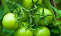 Green Tomato Compound Fights Muscle Atrophy