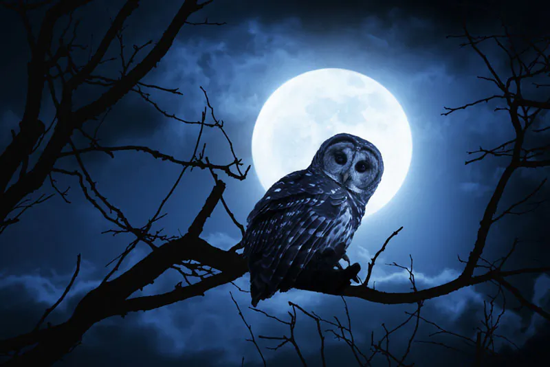 More men than women consider themselves night owls, and men sleep less overall. (Shutterstock*)