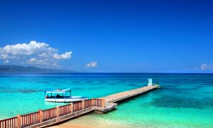 Unusual-Looking Marine Animal Washes up on Australian Beach