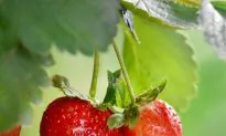 Why your detox is making you sick: Must-read article reveals dangers of aggressive detoxing