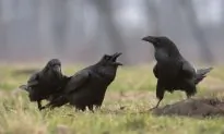 Ravens Have Social Abilities Previously Only Seen in Humans