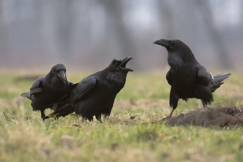 Ravens Have Social Abilities Previously Only Seen in Humans (Shutterstock*)