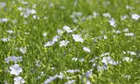 4 Reasons Your Body Loves Flaxseed