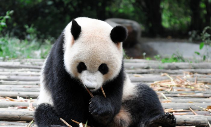 Panda Mom Nurtures Incredibly Tiny Panda Cub Born In Japanese Zoo