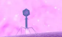 These ‘Spaceship’ Viruses Can Kill E. Coli in Food
