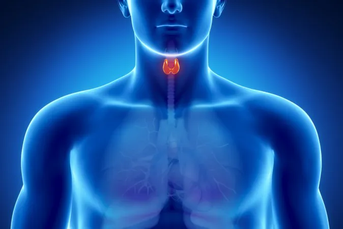 The thyroid is a butterfly-shaped gland located in the the neck just above the collarbone. It secretes hormones that regulate many body functions including metabolism and cell growth. (Shutterstock)