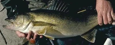 Mercury Rising in Some Ontario lakes