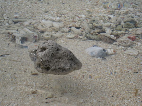 Floating pumice. (Jeff Butterworth/The Conversation)
