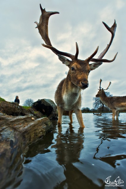 Aqua deer (Max Ellis)