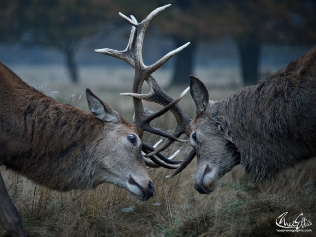 Rutting (Max Ellis)
