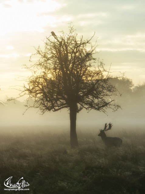 Hawthorn Stag (Max Ellis)