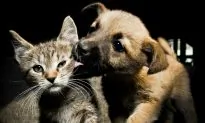 Why Dogs Are Better Than Cats