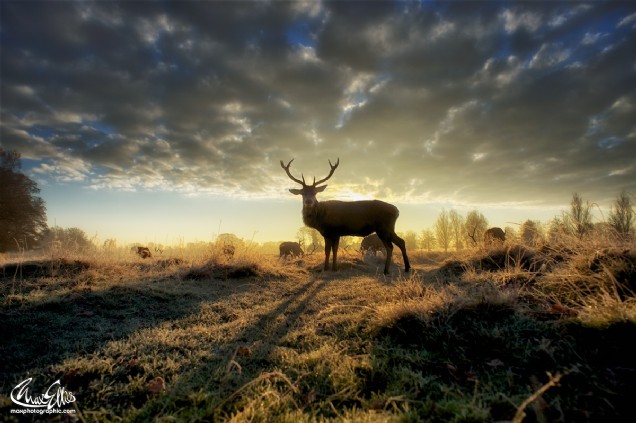 The Monarch of the Park (Max Ellis)