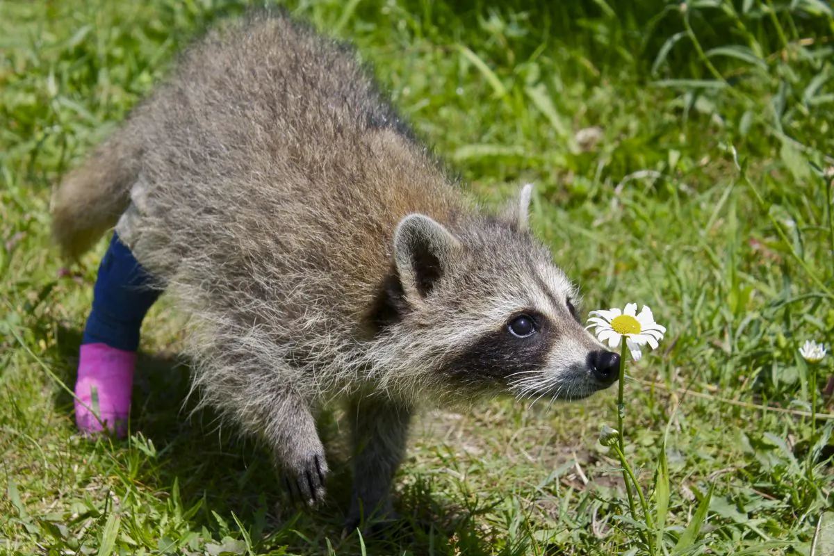 This raccoon named Red was admitted to the Rideau Valley Wildlife Sanctuary with a broken leg after he and his siblings became orphaned. The number of wild animals injured or killed through human interaction is expected to continue growing, putting pressure on rehabilitation facilities that are largely run by volunteers and rely on donations for funding. (Rideau Valley Wildlife Sanctuary)