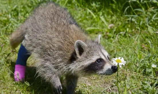 Wildlife Rehabilitators Under Pressure to Expand Facilities, Says Field Biologist