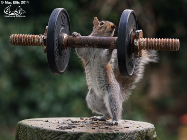 Free weights (Max Ellis)