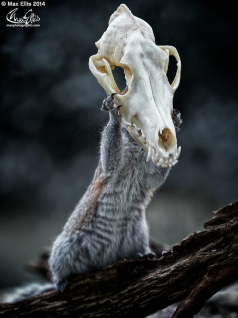 One Squirrel of the apocalypse (Max Ellis)