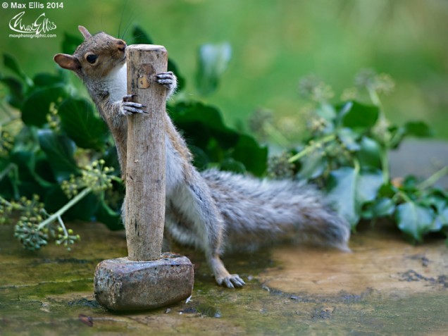 Mighty Squirrel Thor (Max Ellis)