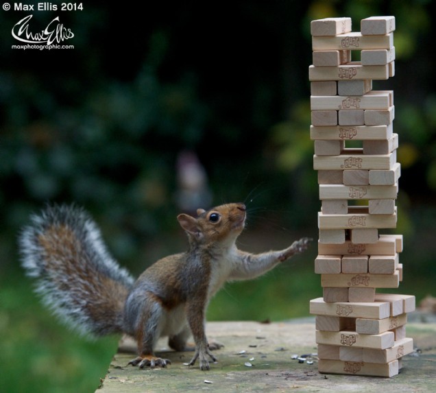 Jenga (Max Ellis)