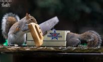 Squirrels Doing Stuff: It’s Cute and Funny (Photo Gallery)