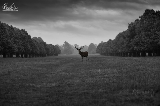 Monarch (Max Ellis)