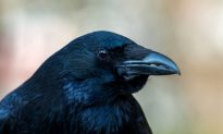 Ravens Have Social Abilities Previously Only Seen in Humans