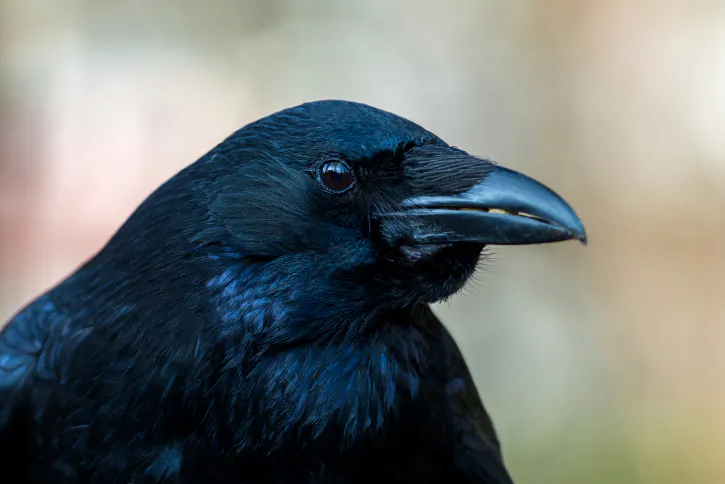 Bird-brained? Maybe not. (Thinkstock)