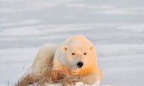 Canada’s Trade in Polar Bear Skins Triggers Review by International Body