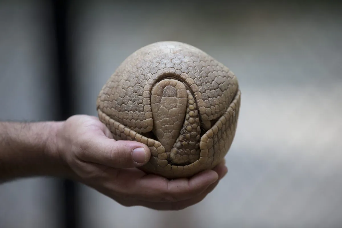 In this May 21, 2014, photo Biologist Rodrigo Cerqueira holds an armadillo, named Ana Botafogo in honor of the Brazilian dancer, at the Rio Zoo in Rio de Janeiro, Brazil. The three-banded armadillo is in danger of extinction, largely because of deforestation and hunting in its habitat in the shrub lands of northeastern Brazil. Those risks in large part are why the armadillo was chosen as the World Cup mascot. Another is that when it's frightened, it rolls up into a ball small enough to fit into one hand, looking like a tan soccer ball. (AP Photo/Silvia Izquierdo)