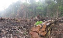 Extent of Rampant Timber Laundering in Brazilian Amazon Revealed