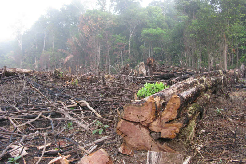 A cut block in the Amazon in Brazil. (Shutterstock*)