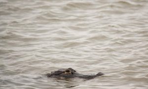 Police Say 11-Foot-Long Alligator Killed Florida Man Hiding in Lake