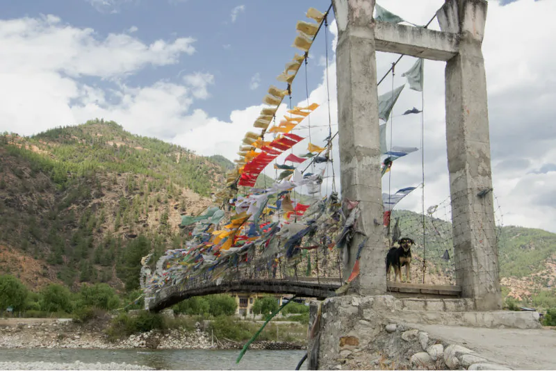 A dog stands on a bridge in Bhutan. In the past couple weeks, 31 people have been bitten by rabid dogs in Bhutan. (Shutterstock*)