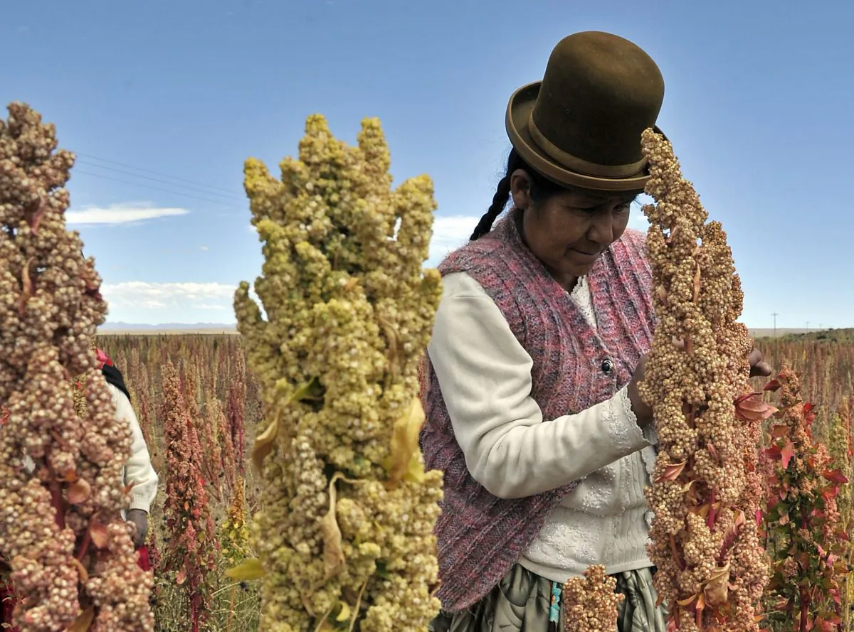A Bolivian Aymara person inspects a quinoa plant during a visit to the so-called Quinoa Route in the Bolivian Andes, on April 8, 2013. (Aizar Raldes/AFP/Getty Images)
