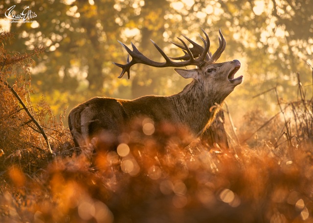 King of the Autumn (Max Ellis)