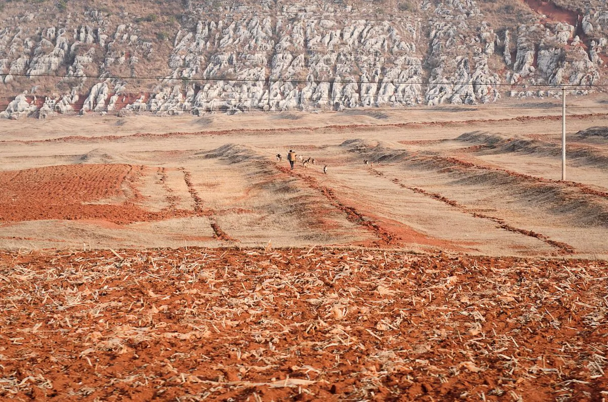 A Chinese farmer grazes his livestock on his dried-up field after an extended drought in Fuyuan, Yunnan Province, in 2012. Facing a food crisis, China relinquished its policy for grain self-sufficiency. (STR/AFP/Getty Images)
