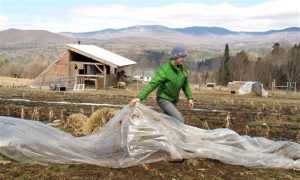 Pig Study Reveals Significant Inflammatory Response to Genetically Engineered Foods (+Videos)