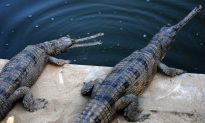 Endangered Gharials Tagged To Save Species