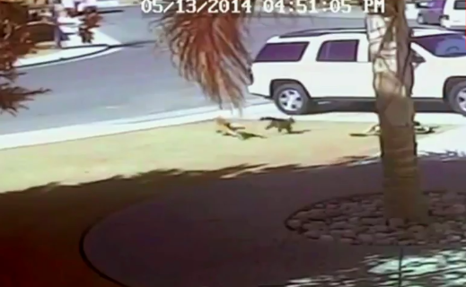 Hero Cat’s Owners Speak