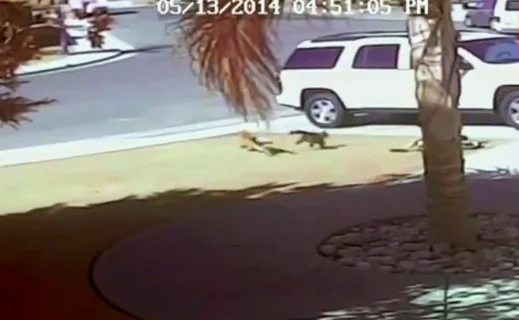 Hero Cat’s Owners Speak